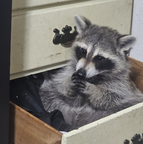 Donate For CALYPSO- Formula, Enrichment Toys & Incidental Care Items - Picture 14 of 15